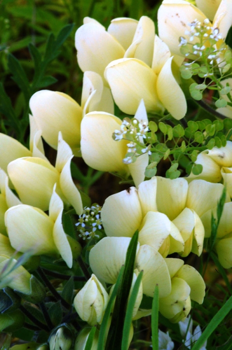 Soapweed Flowers