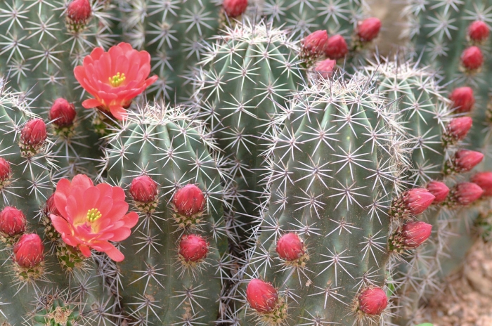 "Cactus Flower"