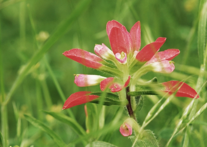 Indian Paintbrush