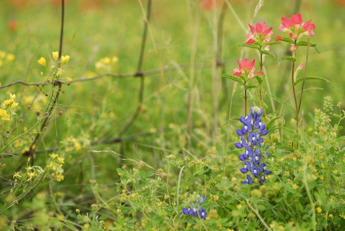 Paintbrush & Bluebonnet