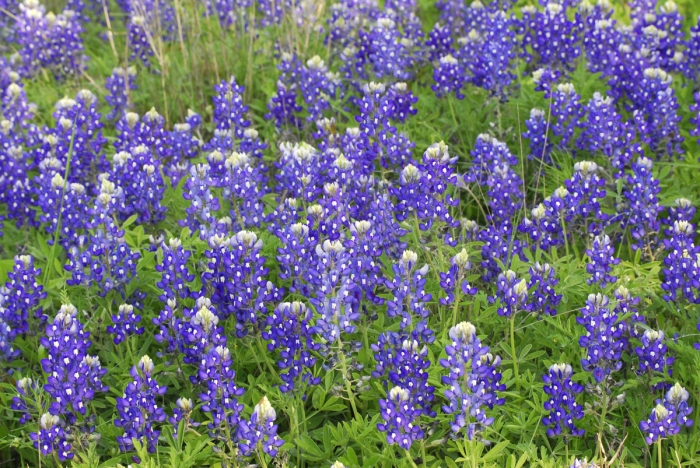 A Field of Blue