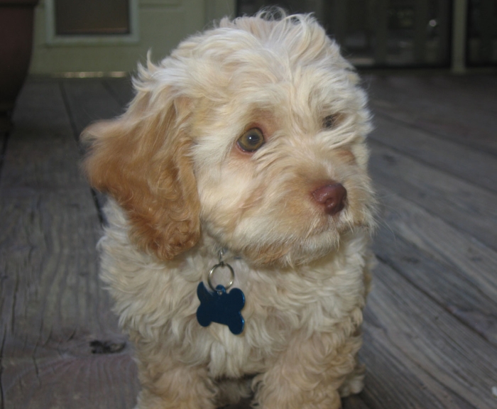 Max the Cockapoo