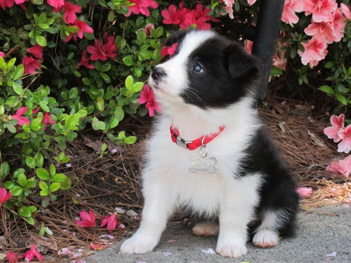 Ben the Border Collie