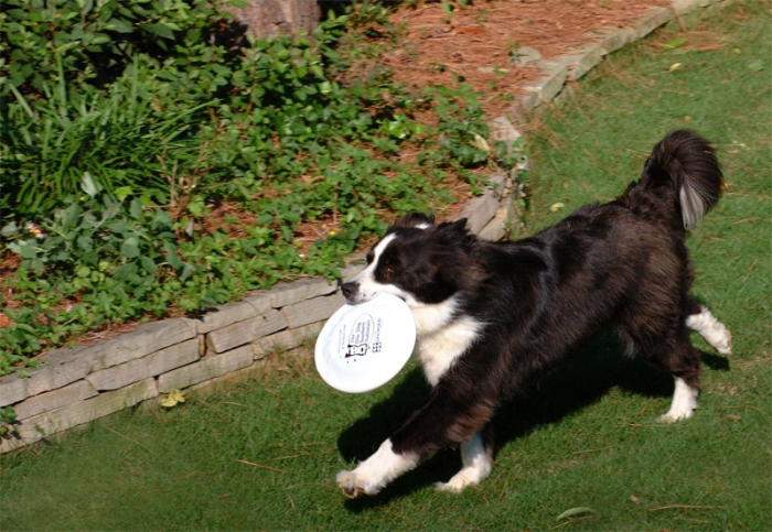 Frisbee Dog