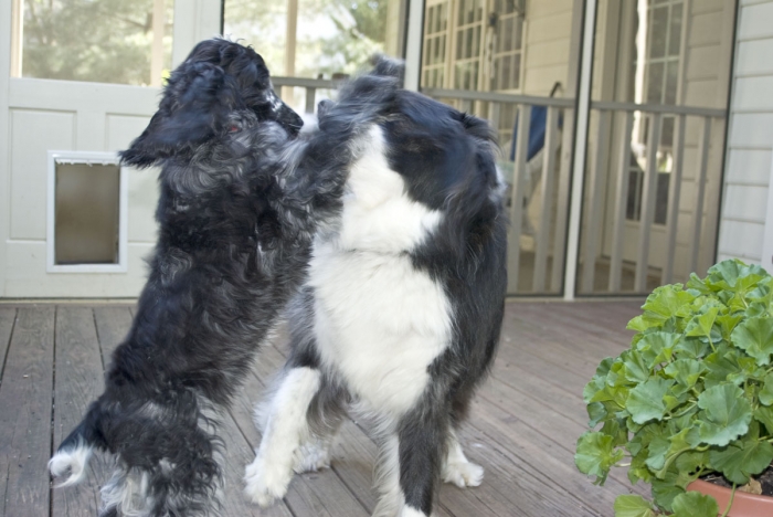 Sophie and Sam Boxing