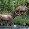 Elk on the Firehole River +