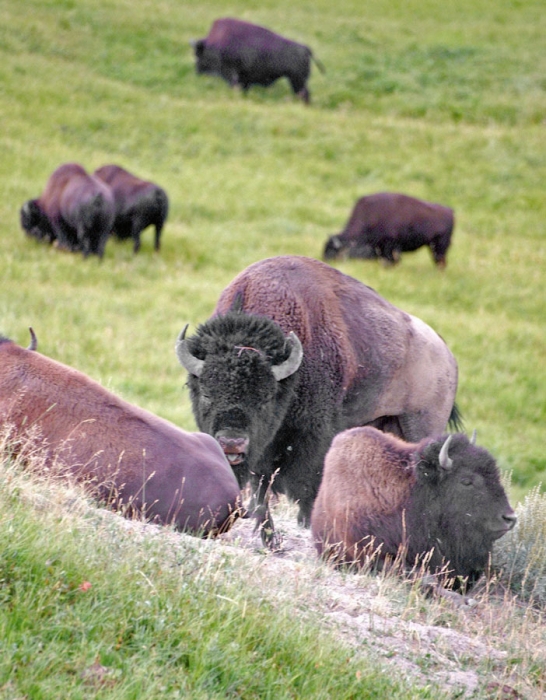 Guarding the Herd