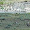 Pronghorn in the Lamar Valley +