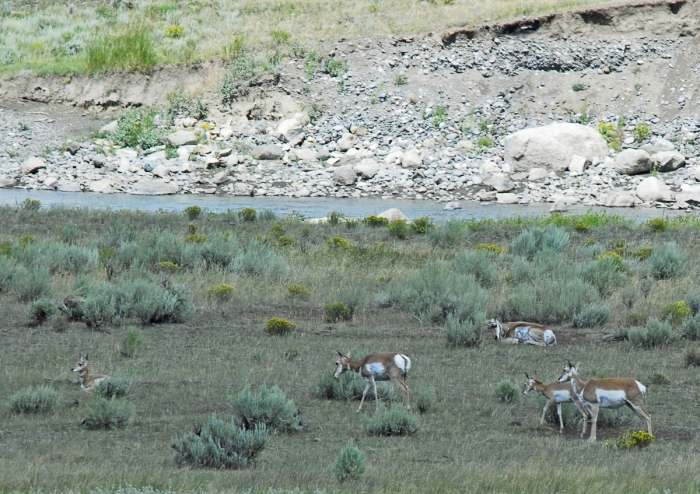 Pronghorn in the Lamar Valley +