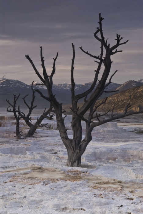 Mammoth Springs