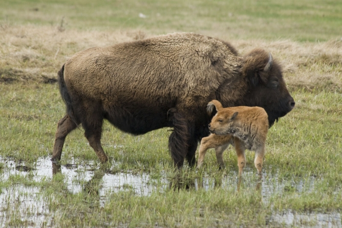 Mother and Calf