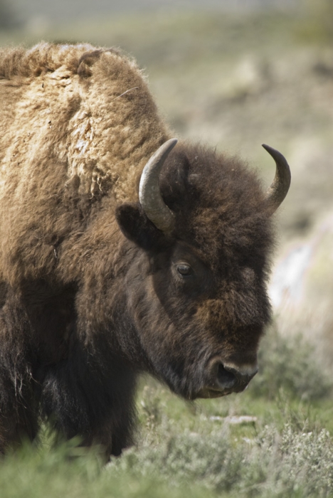 Bison