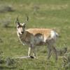 Pronghorn on Alert