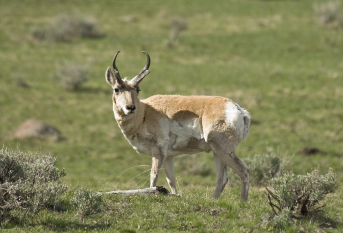 Pronghorn on Alert