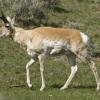 Pronghorn