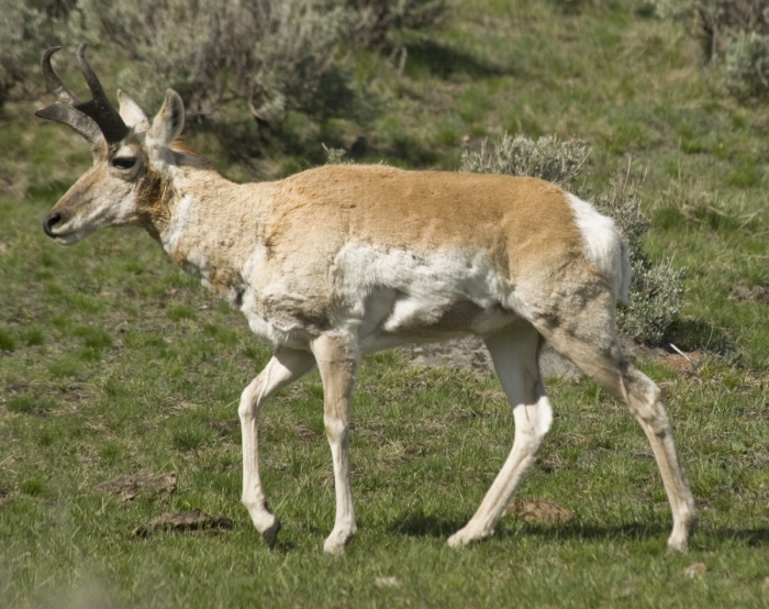 Pronghorn