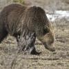 Grizzly Looking for Food +