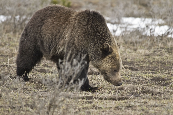 Grizzly Looking for Food +