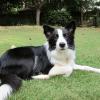 Ben the Border Collie