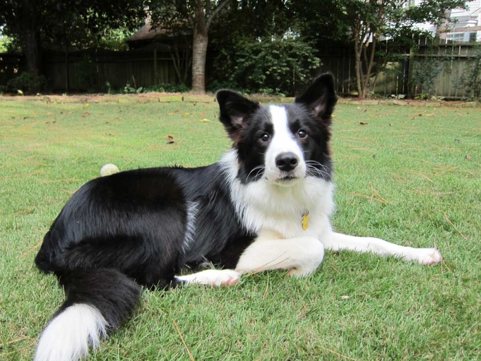 Ben the Border Collie