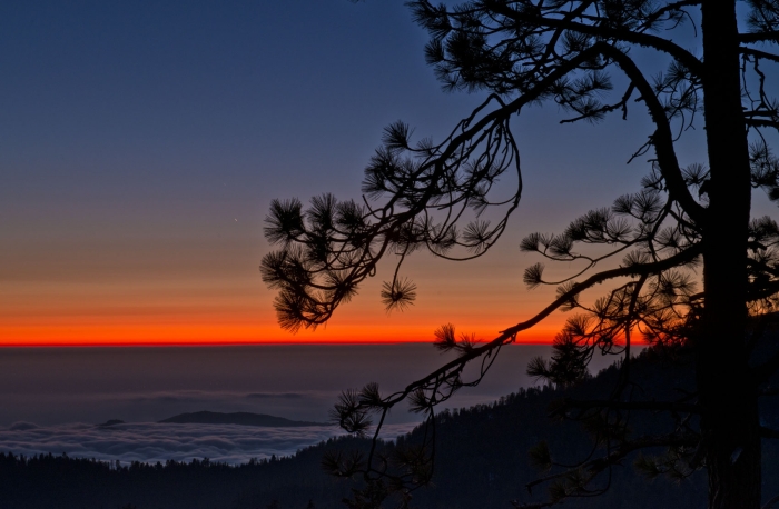 Sequoia Sunset