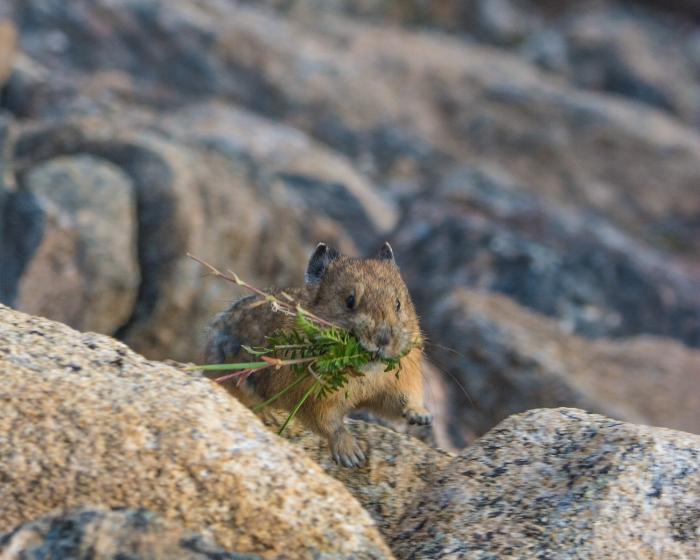 Flying Pika