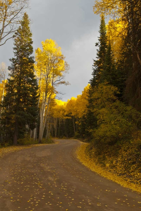 Kebler Pass Aglow