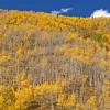 Cement Creek Hillside +