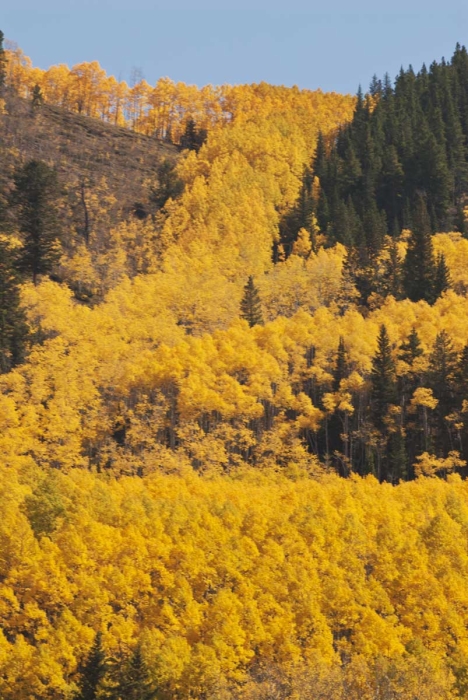 Upper Cement Creek Aspen