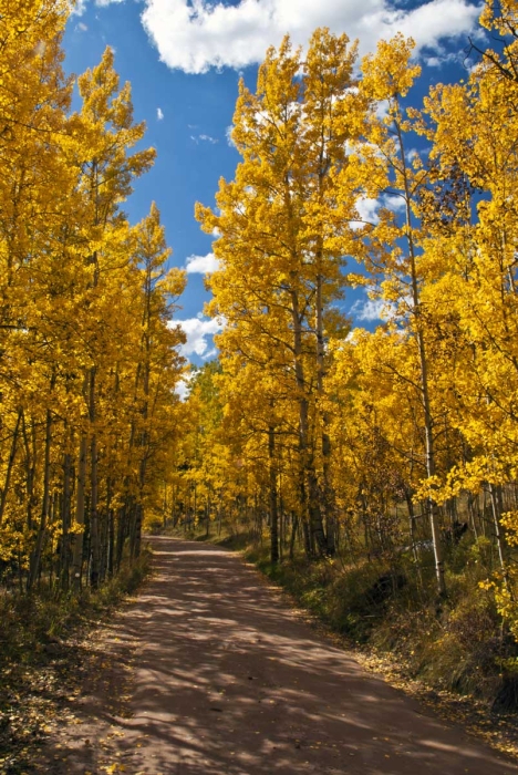 Cement Creek Aspen