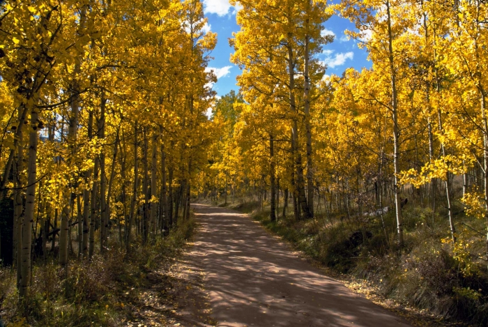 Cement Creek Aspen +