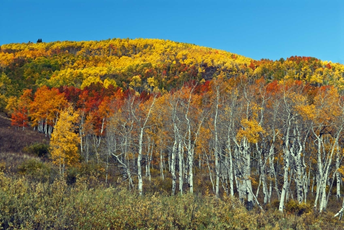 Cement Creek Aspen +