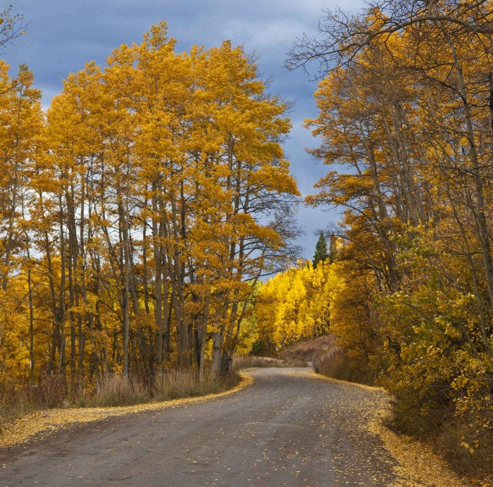 Kebler Pass Road +