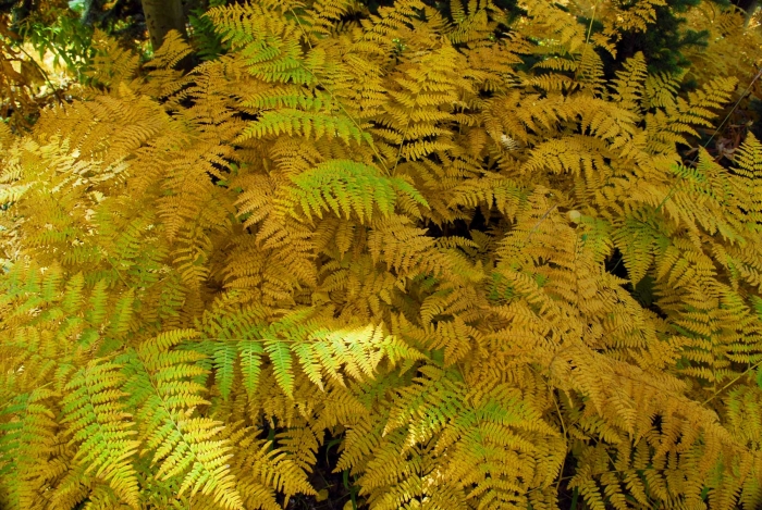 Ohio Pass Ferns