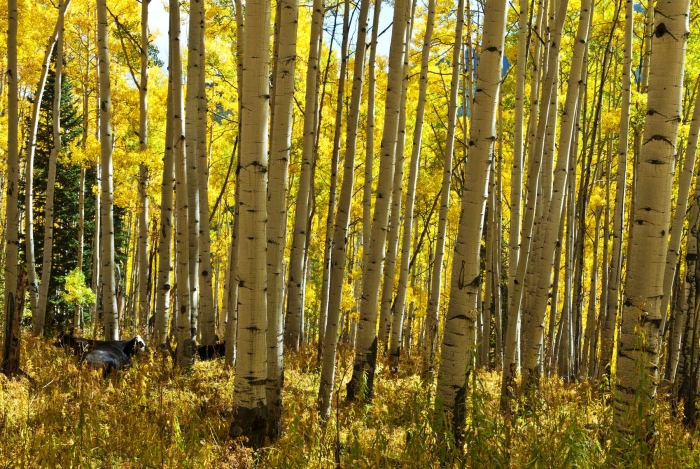 Moo Cows in the Aspen +