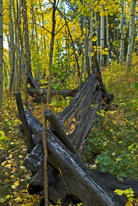 Fence in the Forest