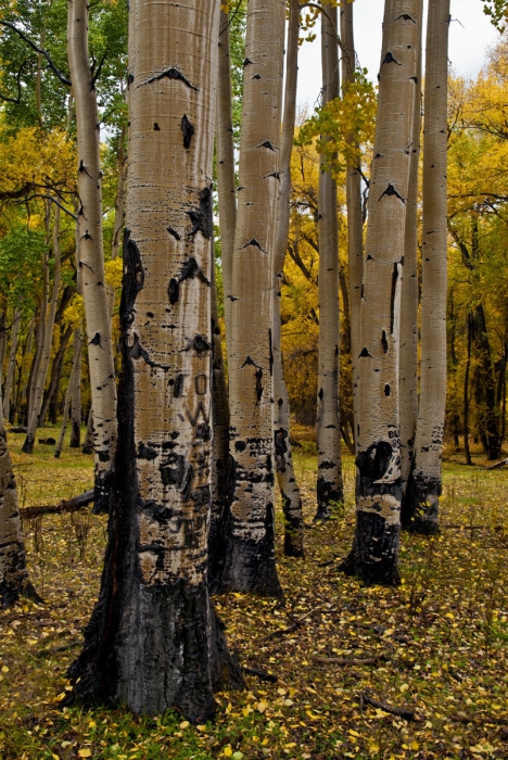 Quiet Grove - Heath Ranch