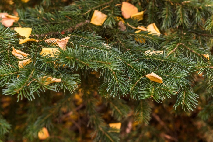 Leaves and Needles