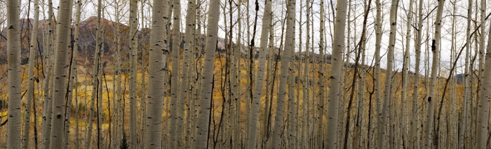 Kebler Pass Aspen Forest +