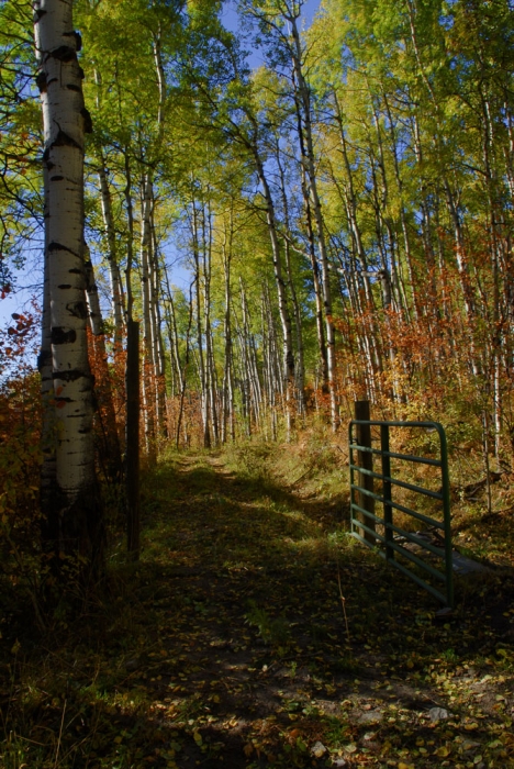 Gold Through the Gate