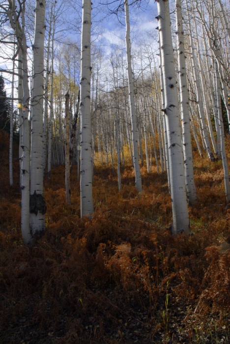 Ohio Pass Aspen & Ferns