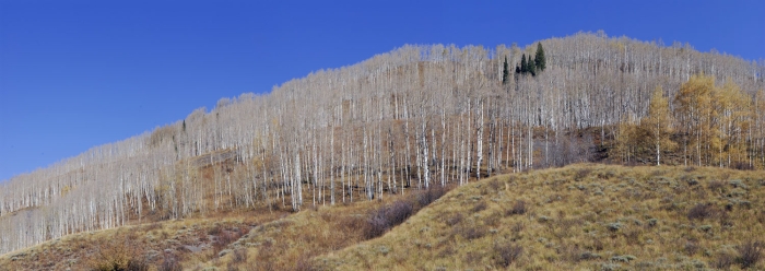 Slate River Valley Aspens +