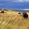 Big Cimarron Herd