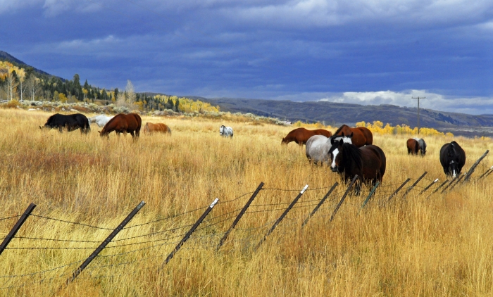 Big Cimarron Herd