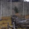 Bole Fence Near Silver Jack