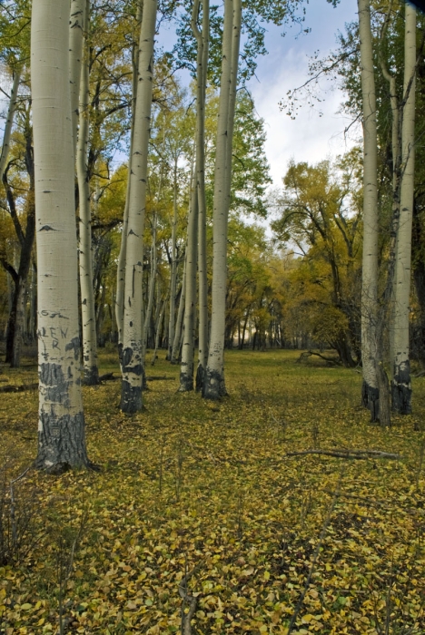 Aspen Park