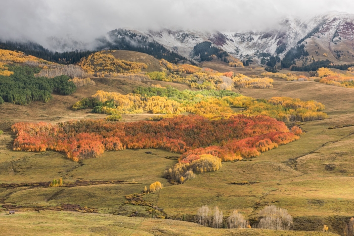 Aspen in Red