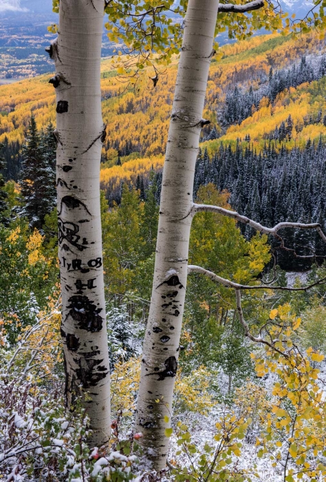 Aspen and Ohio Creek Valley