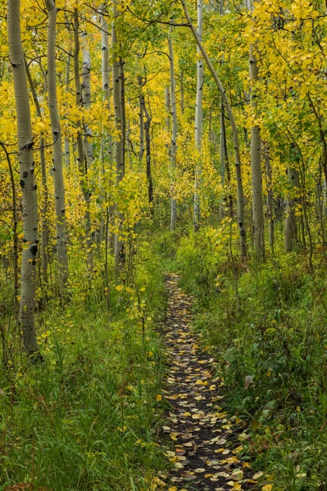 Silver Jack Game Trail