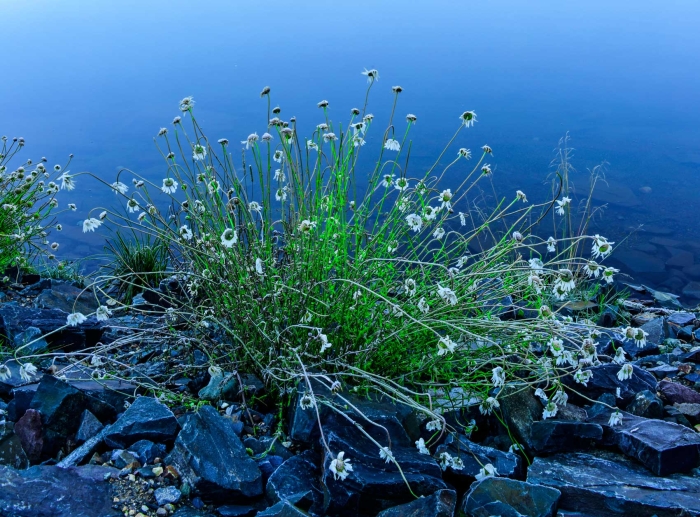 Crystal Daisies +